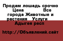 Продам лошадь срочно › Цена ­ 30 000 - Все города Животные и растения » Услуги   . Адыгея респ.